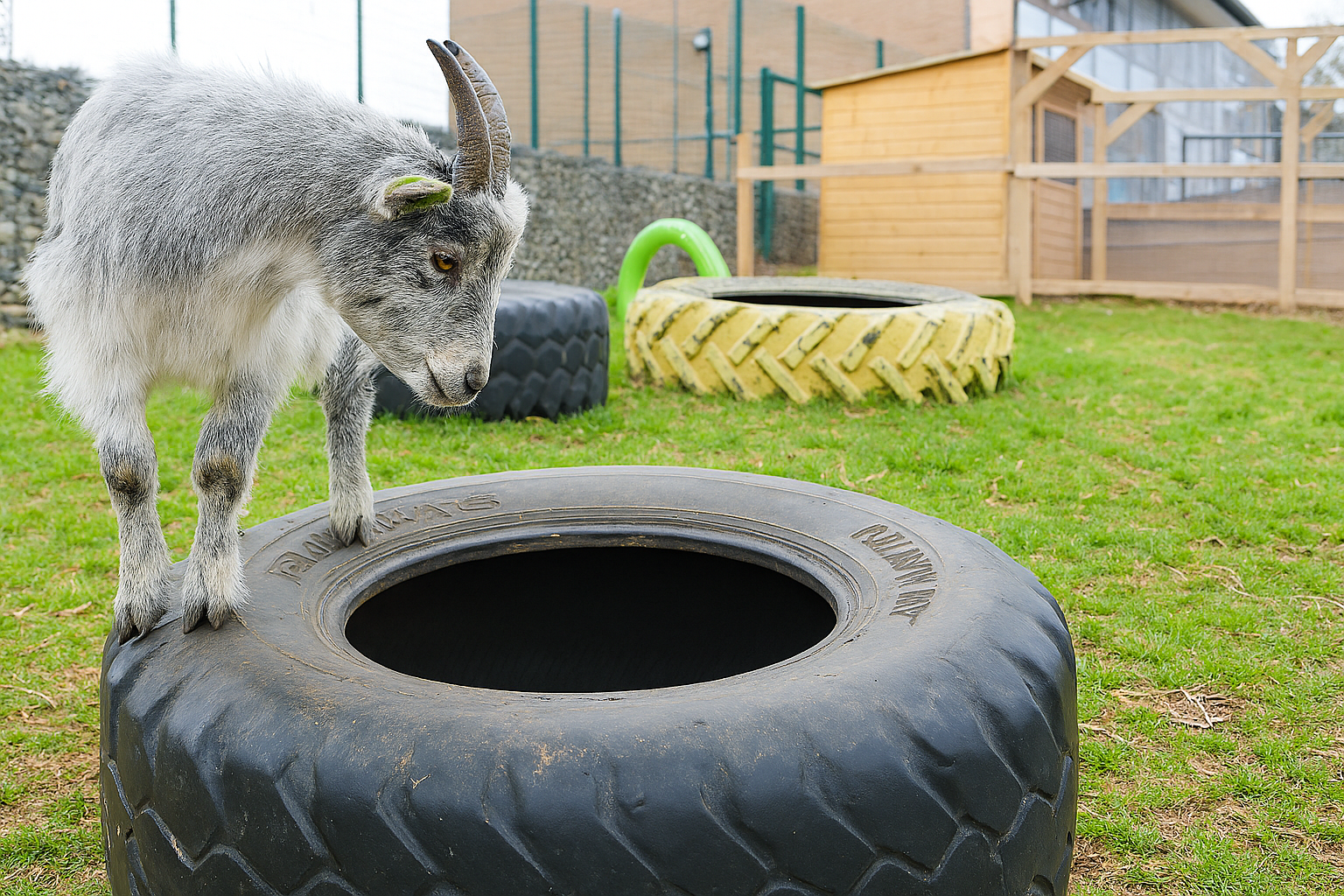 A goat standing on a large black tire in a grassy outdoor enclosure, surrounded by other colorful tires and a stone wall in the background.