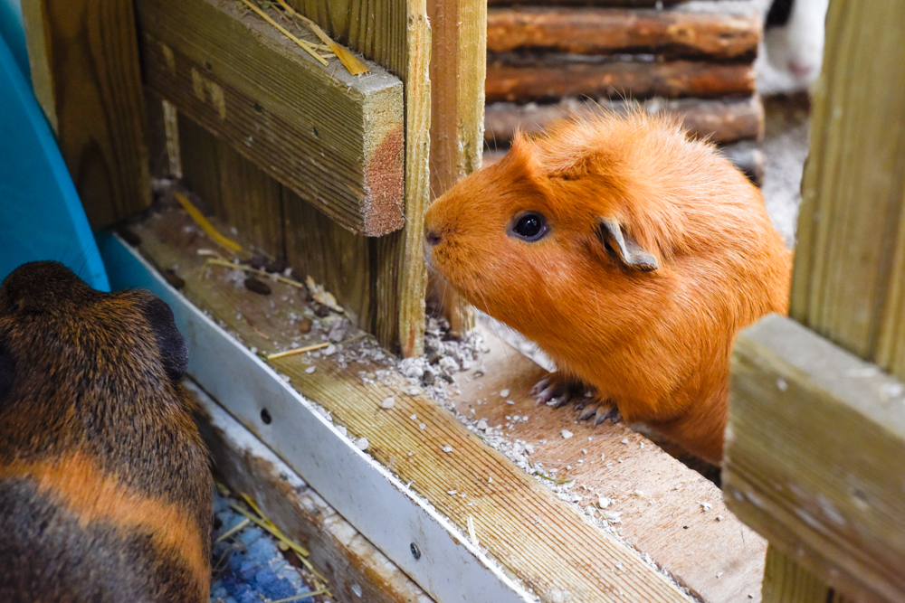Guinea pig at Isebrook